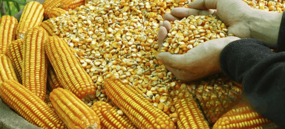 Кукрудза, агроринок, агротейд, трейдінг, менора агро