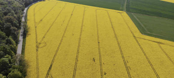 Ріпак Агроринок