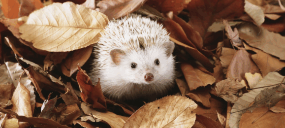 Менора Агро - експортер зернових