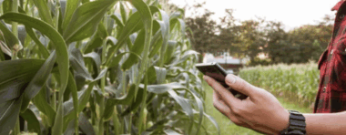 Менора агро, агро бізнес, експортер зерна