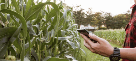 Менора агро, агро бізнес, експортер зерна