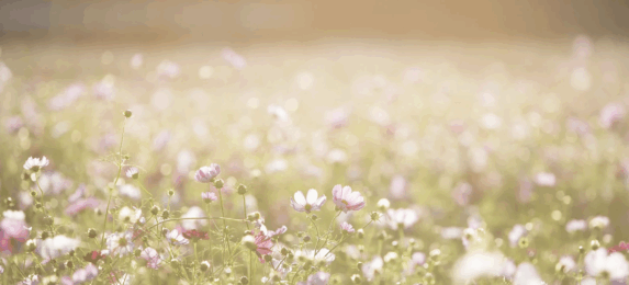 Експортер зернових Менора Агро