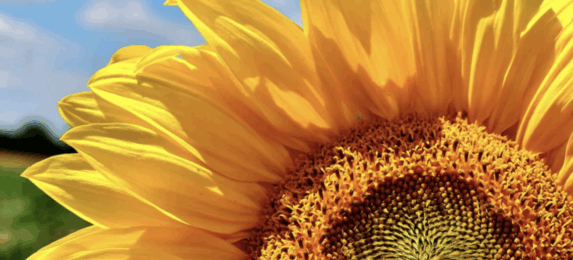 Менора агро